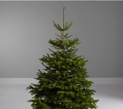 Nordmann Fir Christmas Tree