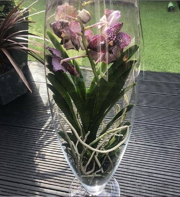 Vanda Orchid Vase