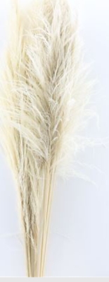 pampas grass