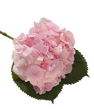 Pink Hydrangea Nosegay