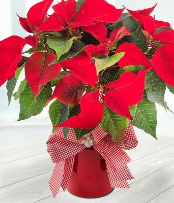 Poinsettia