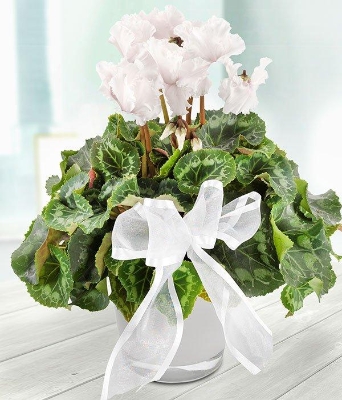 White Cyclamen