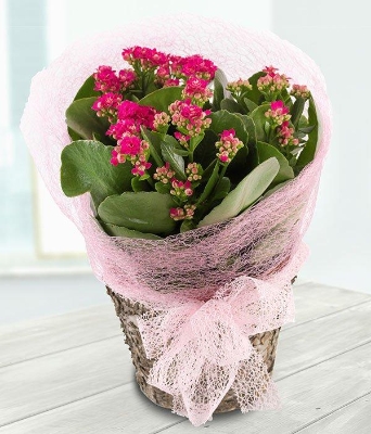 Pink Kalanchoe