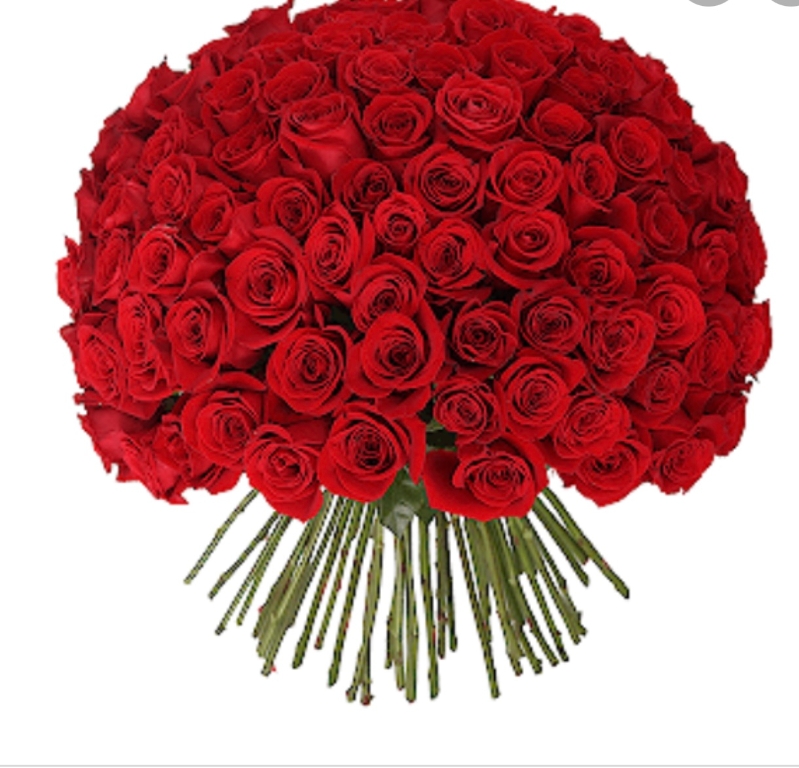 100 Red Freedom roses