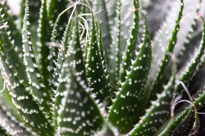 Aloe Vera Plant