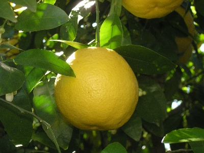 Lemon Tree