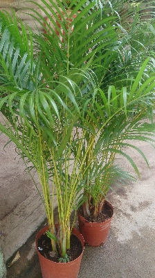 Palm Plant