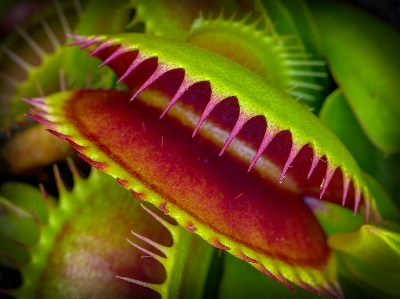 Venus Flytrap Plant